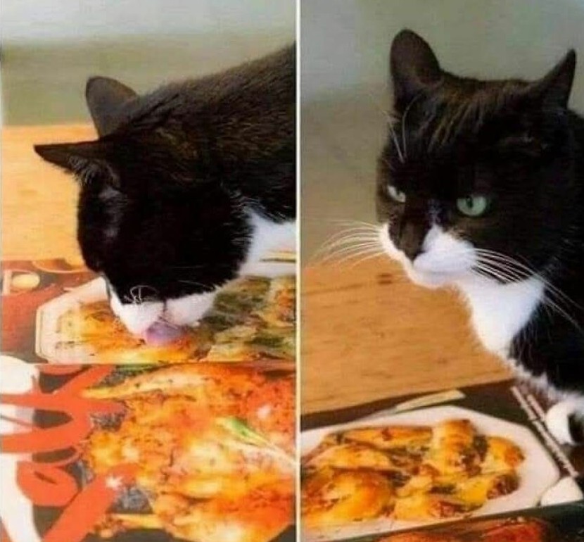 Mačka skúša lízať obrázok jedla, potom vyzerá sklamane.