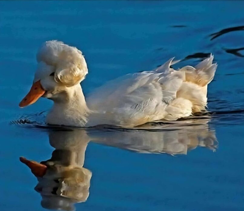 Biela kačica s kučeravými perami pláva na modrej hladine vody a odráža sa v nej.