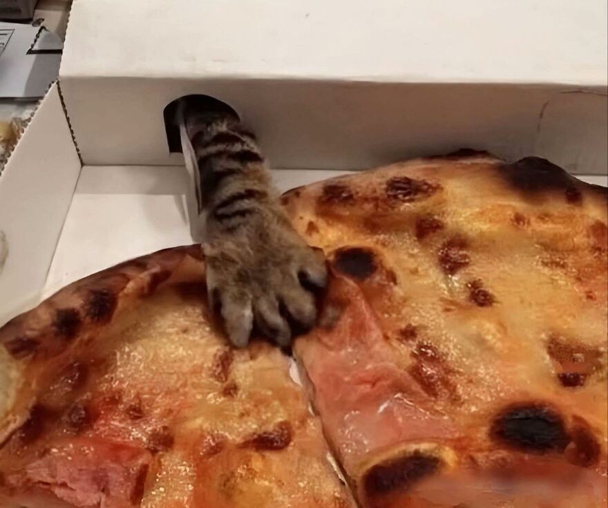 Mačacia labka siaha po kúsok pizze ukrytú v krabici, zábavný moment s chutnou pizzou.