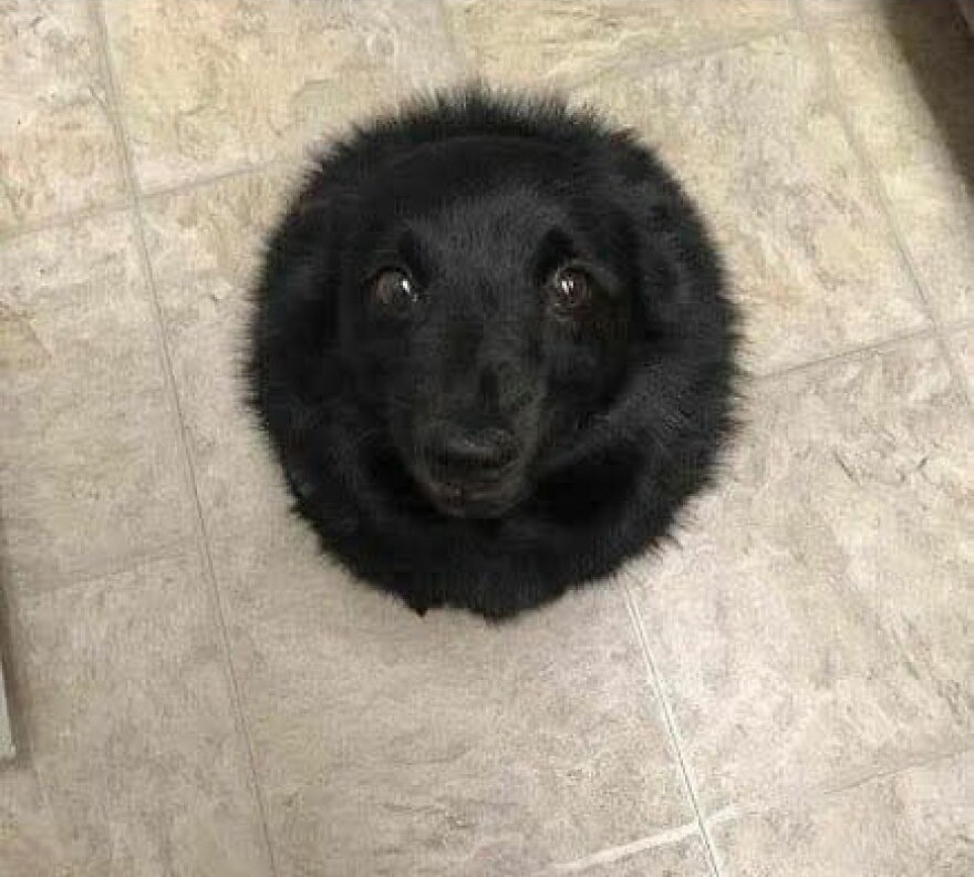 Čierny pes ležiaci na dlažbe, vytvárajúc ilúziu kruhového tvaru.