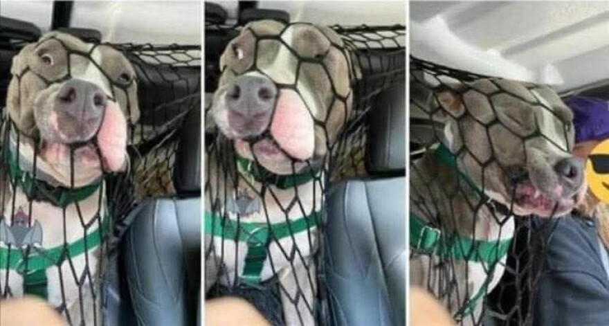 Pes sa snaží dostať cez sieť v aute, má legrační výrazy na tvári.