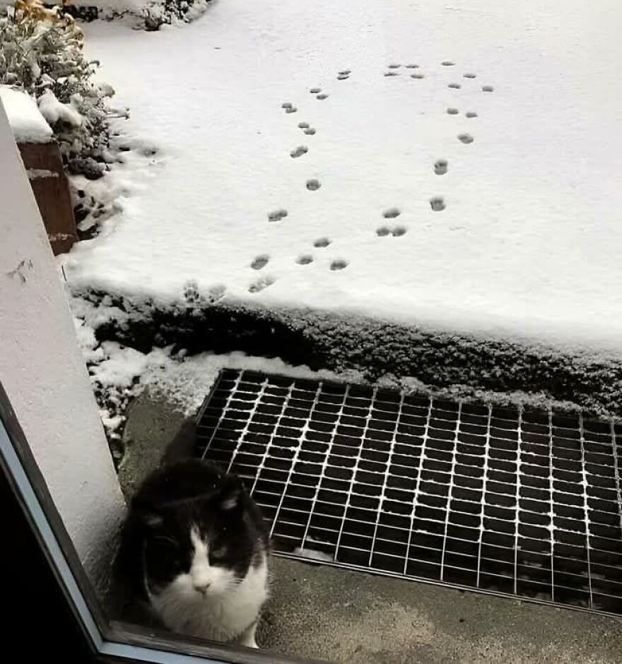 Mačka sedí pri dverách na snehu, stopami naznačuje, že si chce ísť znovu von.