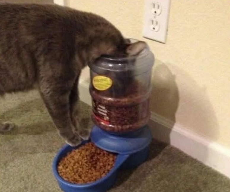 Mačka s hlavou v automate na krmivo hľadá chutné sústo v plastovej nádobe plnej granúl.