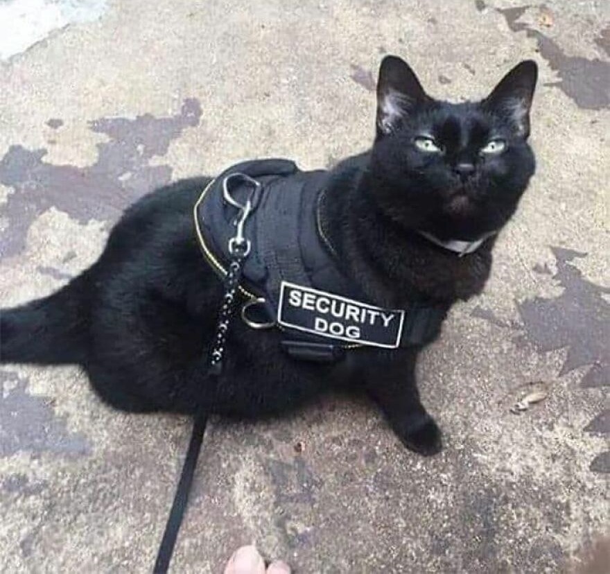 Čierna mačka v bezpečnostnej veste so štítkom Security Dog, sediaca na kamennej dlažbe.