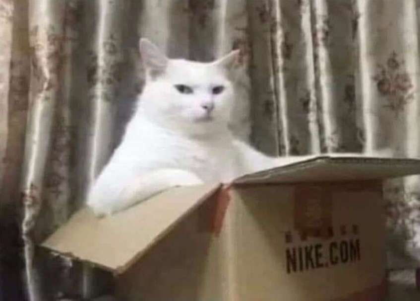 Biela mačka pohodlne sedí v kartónovej krabici s logom Nike, s obrusmi v pozadí.