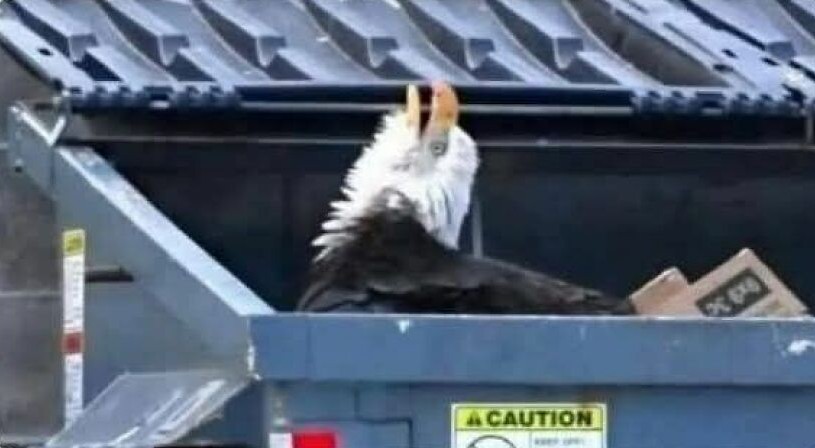 Orel v kontajneri medzi kartónmi, pohľad z boku, tmavé pozadie s varovnými nálepkami.