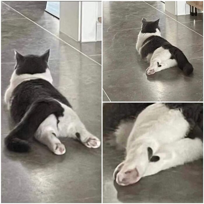 Mačka leží na podlahe s natiahnutými nohami, vyzerá uvoľnene a pohodlne.