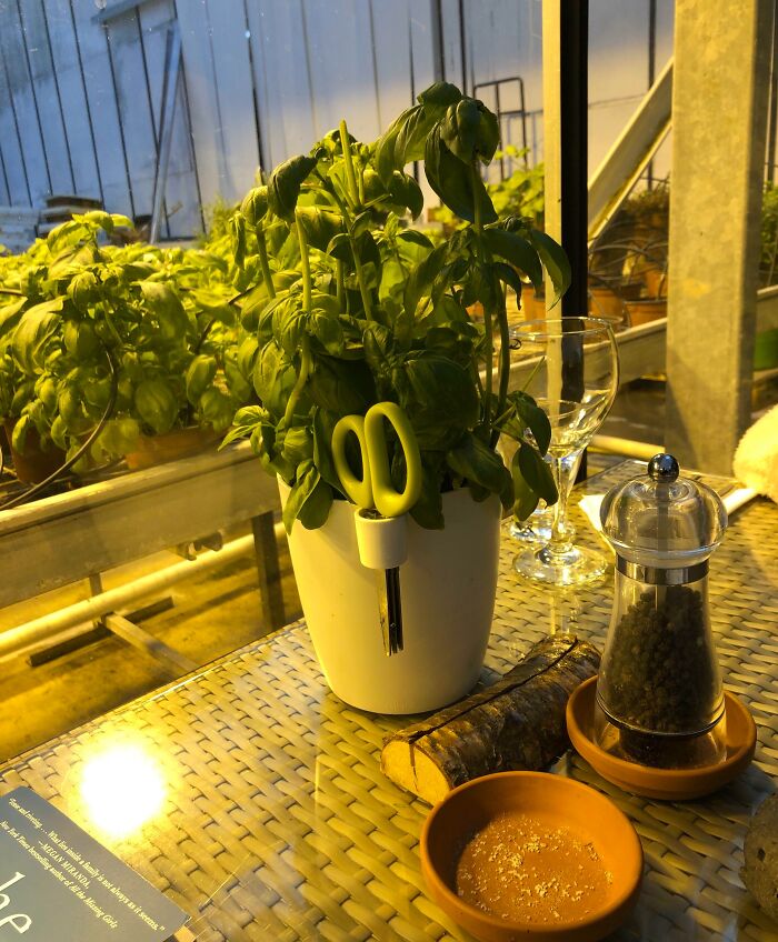 Kvetináč s bazalkou, nožnicami a koreničkou na stole v skleníku.