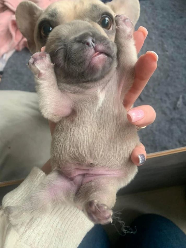 Roztomilé šteniatko sa necháva držiavať v náručí s roztiahnutými labkami, pripravené na fotenie.