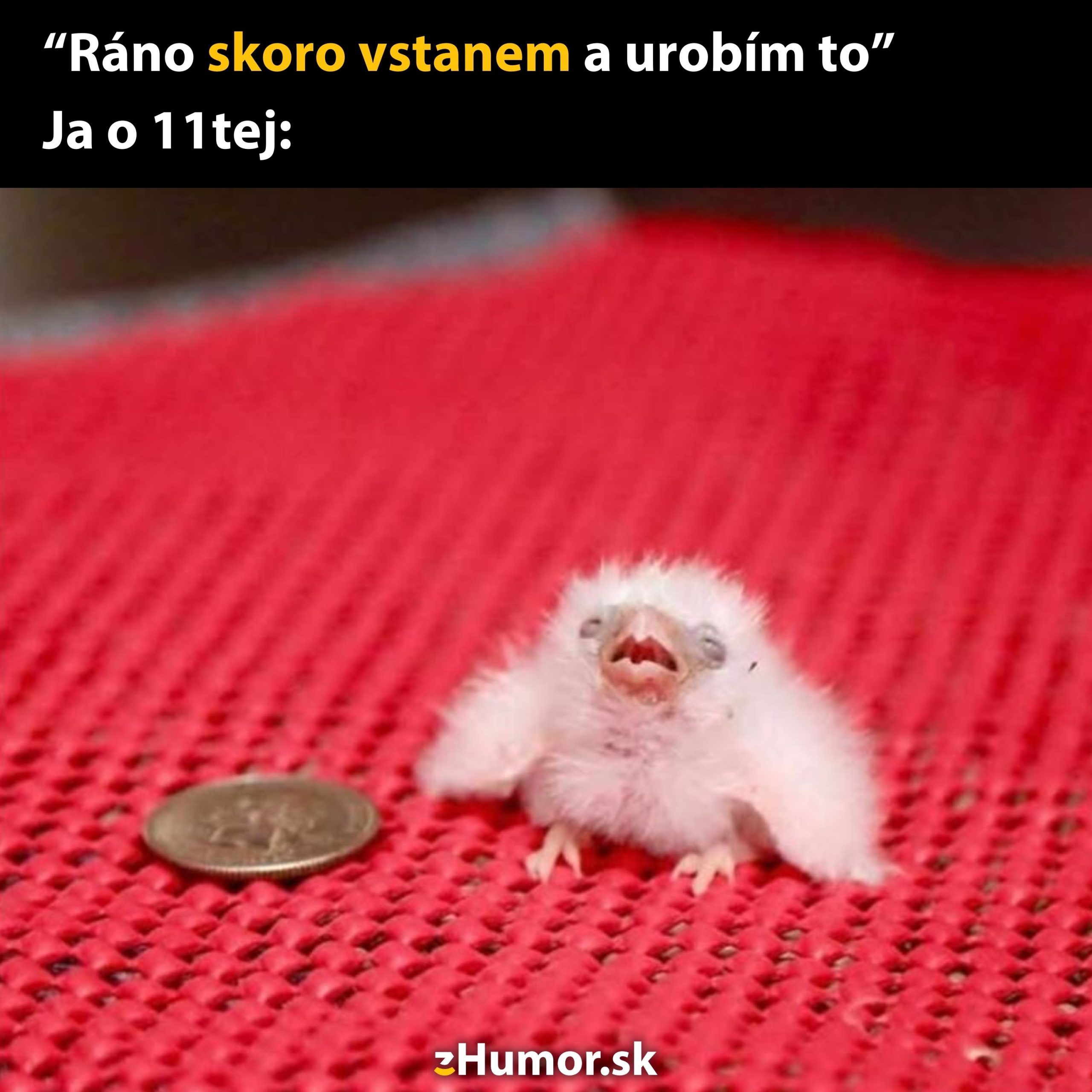 Ospalé mláďa vtáka vedľa mince na červenom koberci, vtipne znázorňujúce oneskorené vstávanie.