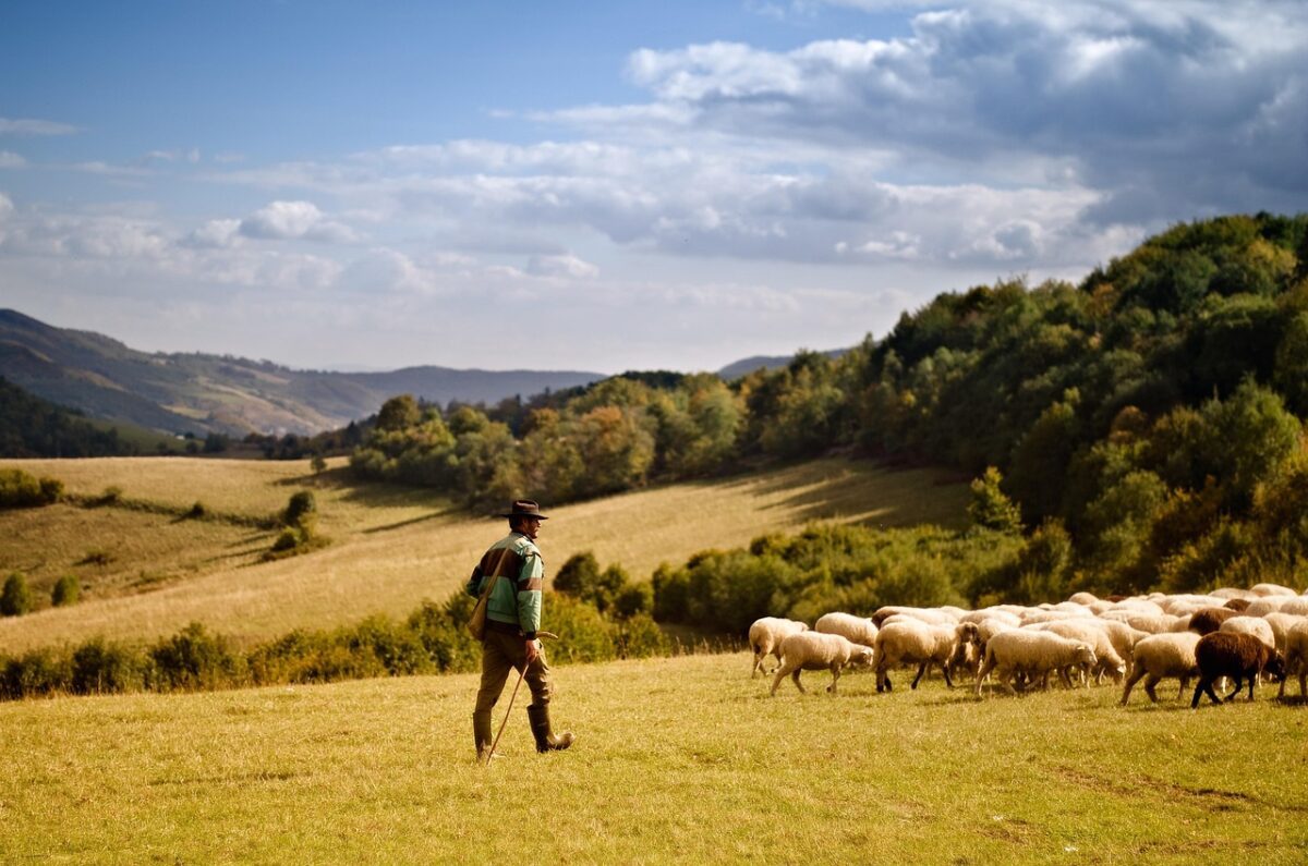 shepherd, sheep, nature, outdoors, farmer, livestock, animals, farm, pasture, wildlife, field, grass, environment, landscape