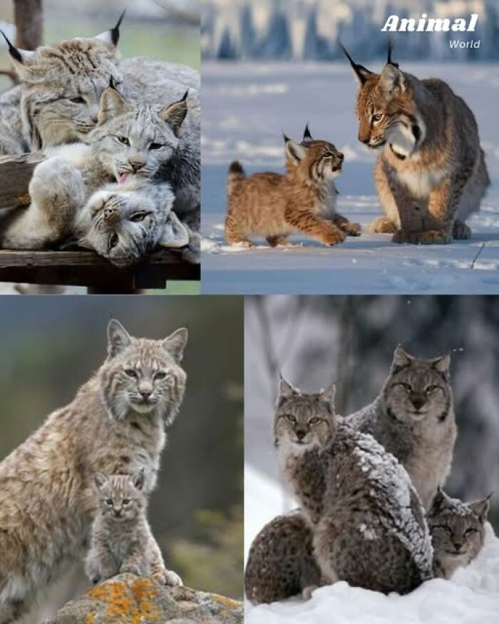 Rysy s mláďatami v rôznych pózach a prostrediach, zasnežená krajina.