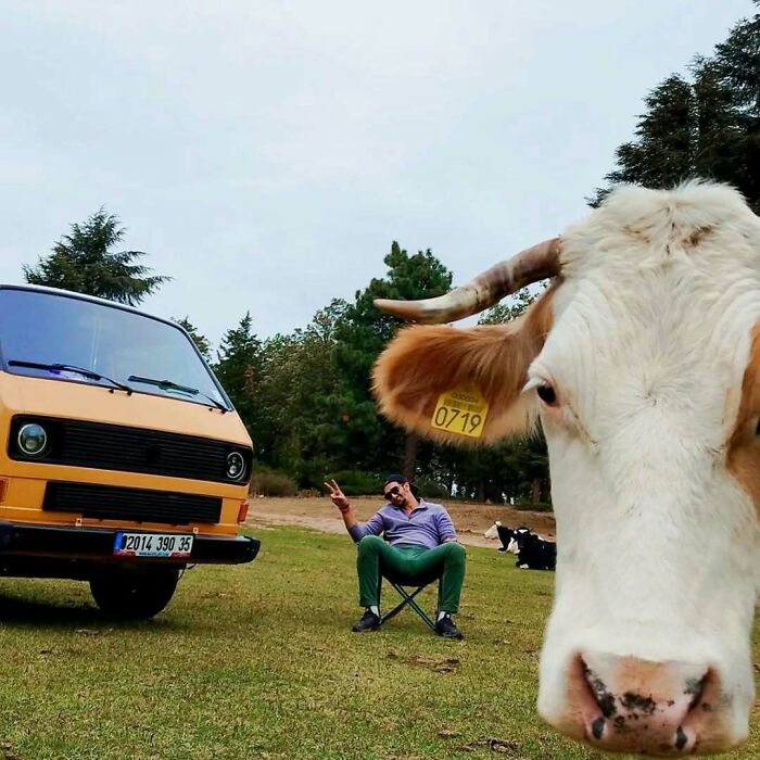 Muž relaxuje pri dodávke na pikniku v prírode, zatiaľ čo pred ním pózuje zvedavá krava.