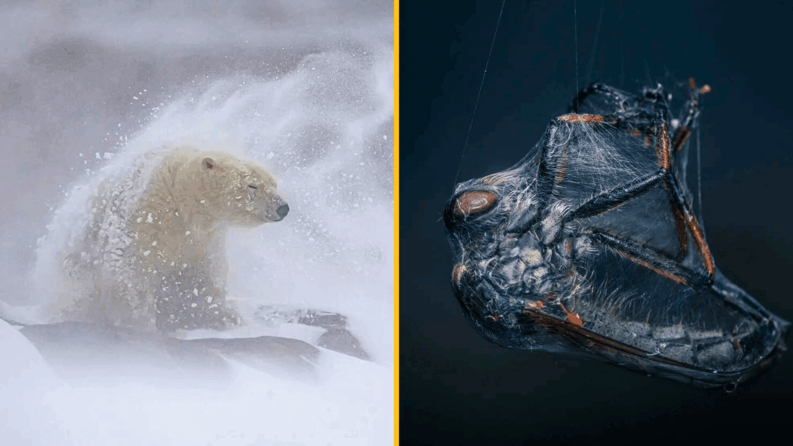 15 fascinujúcich fotografií z BigPicture Natural World Awards 2025