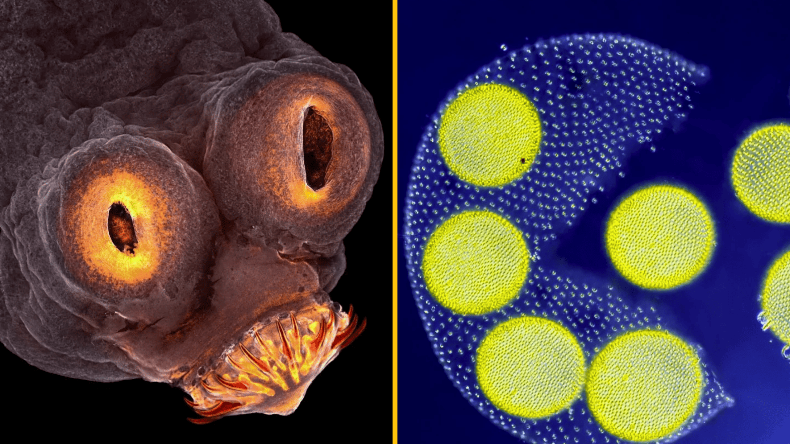 10 úžasných mikrofotografií: Krása skrytá pred zrakom