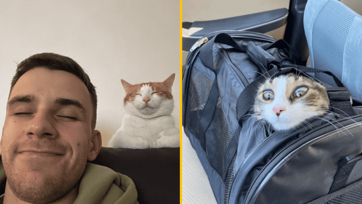 Muž a spokojná mačka sedia spolu; ďalšia mačka s vystrašeným výrazom vo vrecku tašky.