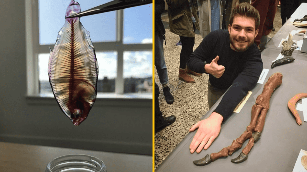 Transparentná ryba v kliešťach a muž s palcom hore pri veľkej kostre ruky.