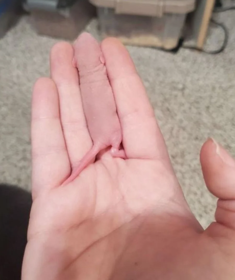 Malé ružové mláďa myši v dlani, ukazujúce jemné detaily kože a maličké tlapky.