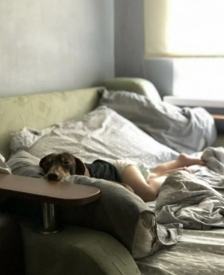 Pes oddychuje na gauči vedľa osoby, v príjemnom, pohodlnom domácom prostredí.