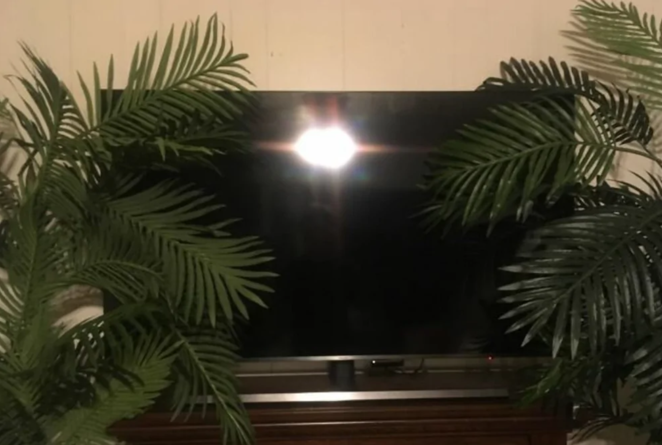 Televízor na stole obklopený dvoma veľkými zelenými izbovými rastlinami, odraz svetla na obrazovke.