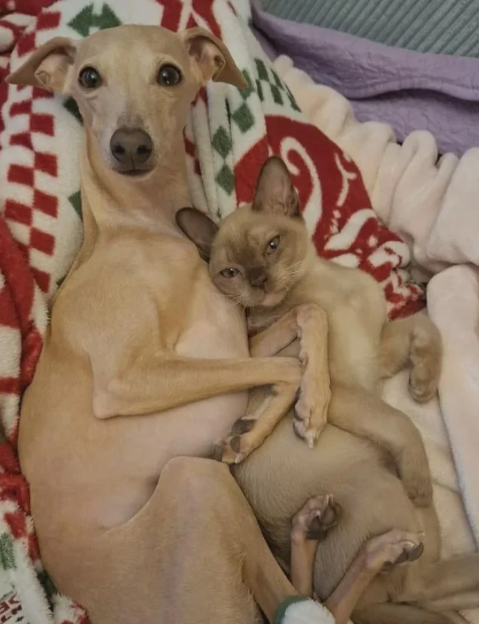 Pes a mačka spolu zrelaxovaní na deke.