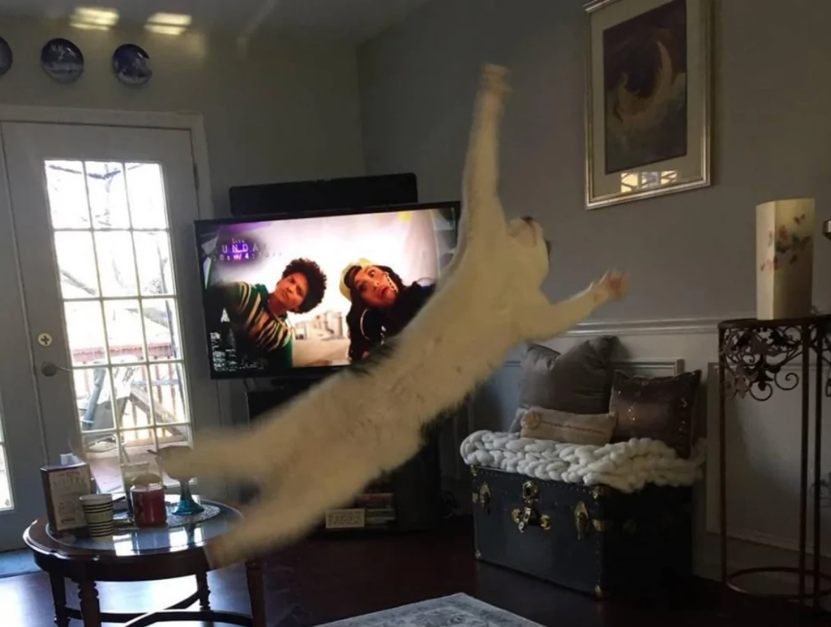 Mačka v skoku v obývačke s televízorom a pohovkou v pozadí.