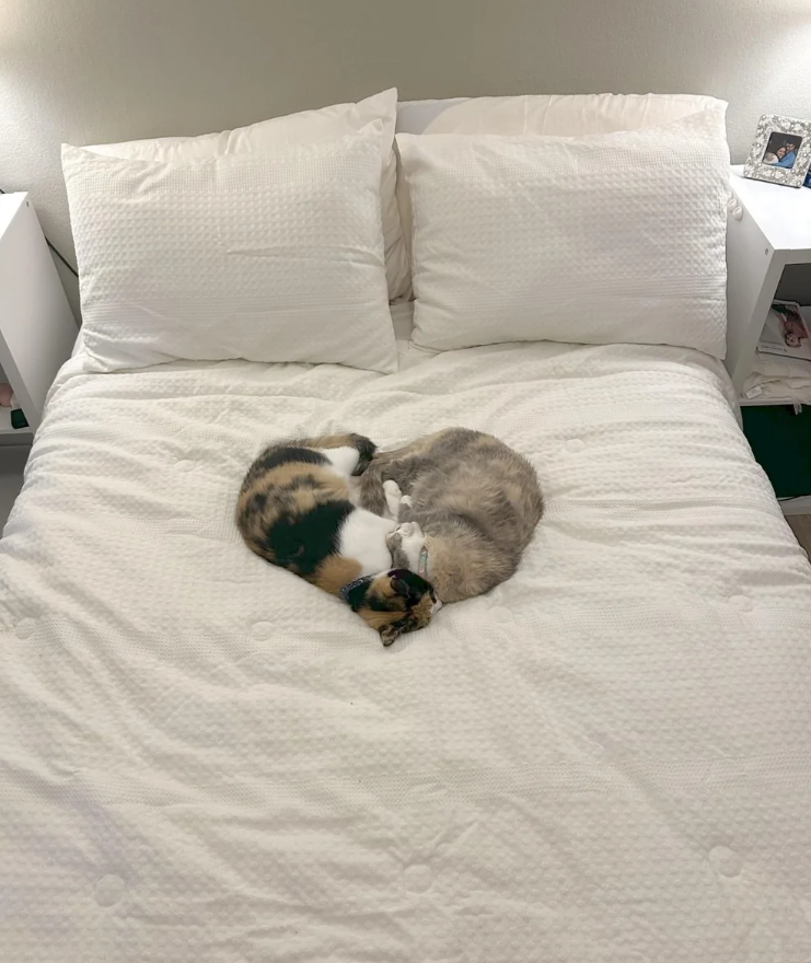 Dve mačky ležia na posteli v tvare srdca, obklopené bielymi vankúšmi a prikrývkou.