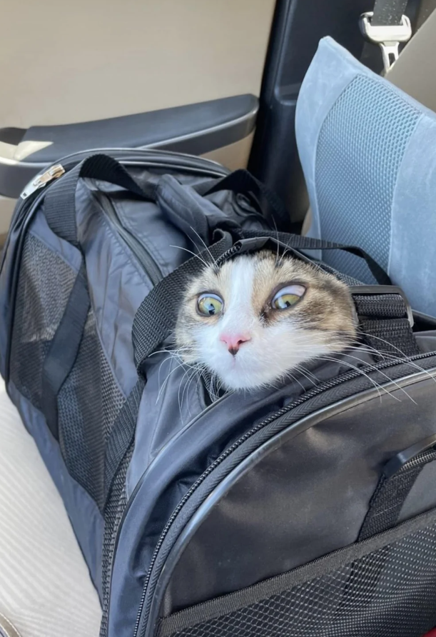 Mačka s vystrašeným výrazom vykukuje z čiernej tašky v aute, pripravená na cestu.