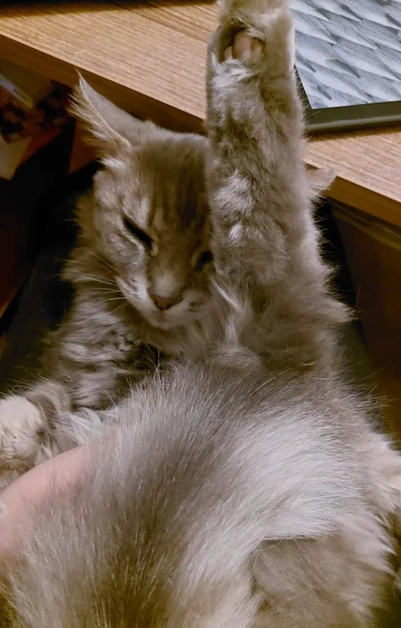 Mäkká mačka na stole leží s jednou labkou zdvihnutou do vzduchu, vyzerá spokojne a oddychuje.