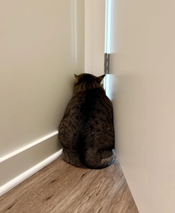 Mačka sedí pri dverách a pozerá sa von cez malú medzeru.