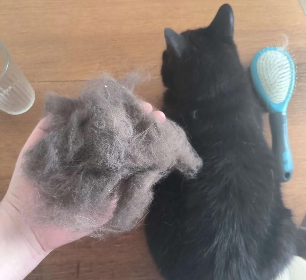 Čierna mačka po česaní, vedľa kôpka chlpov a modrá kefa na drevenom stole.