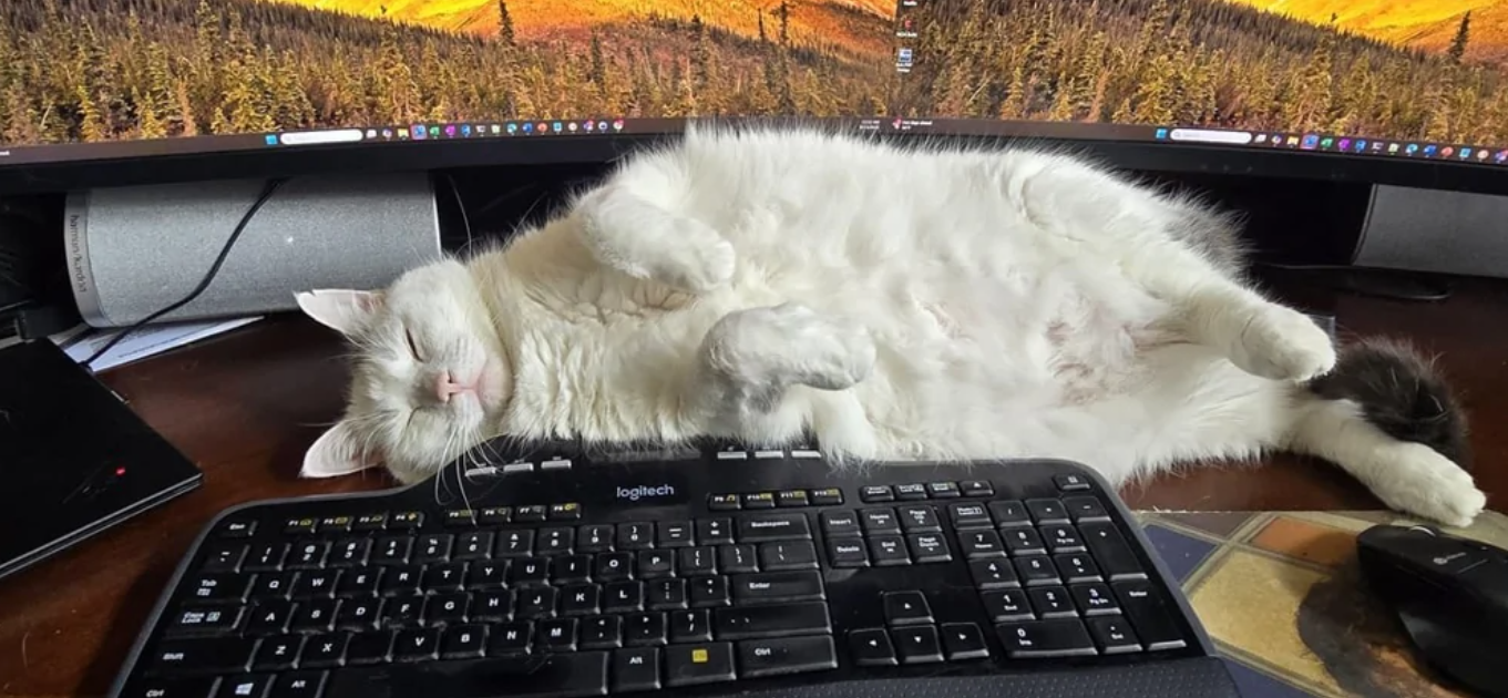 Mačka oddychuje na klávesnici pred monitorom, obklopená technikou v domácej kancelárii.