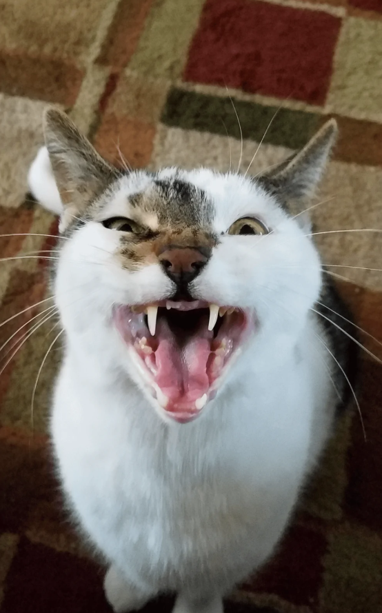 Mačka s otvorenou papuľou a vycerenými zubami na koberci.