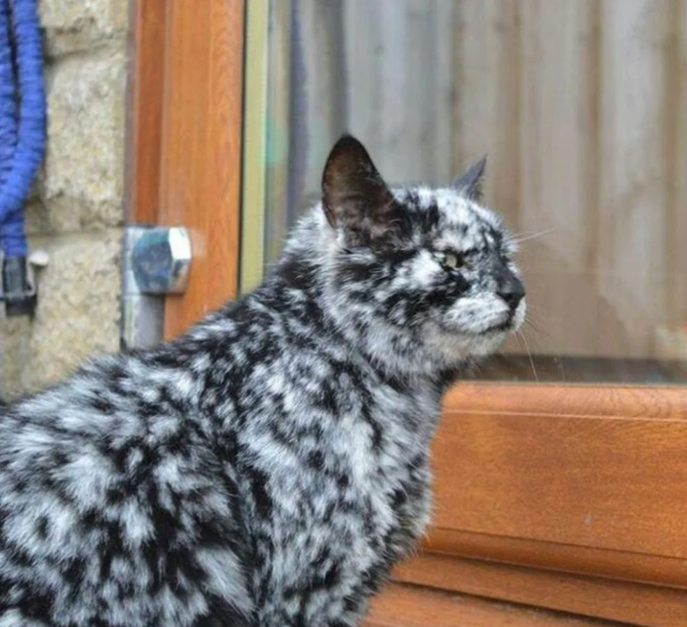 Čiernobiela mačka s neobvyklým vzorom srsti pri drevených dverách, pozerajúca von.