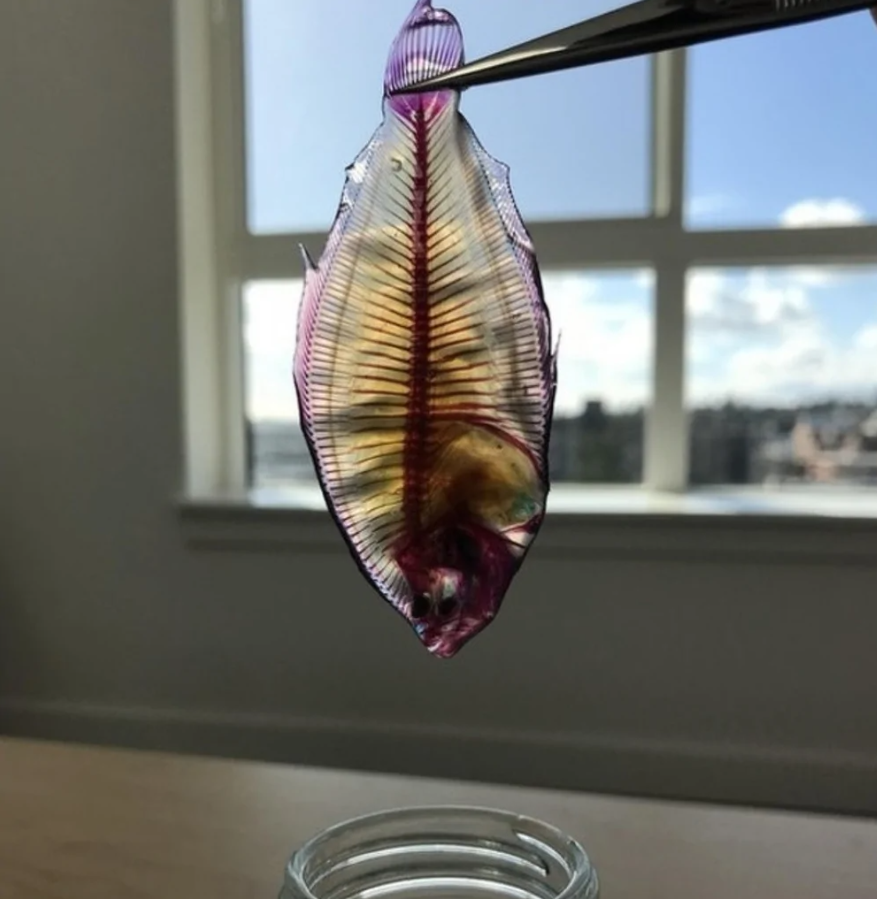 Priehľadná ryba s viditeľnou kostrou držaná kliešťami pri okne s panoramatickým výhľadom na mesto.