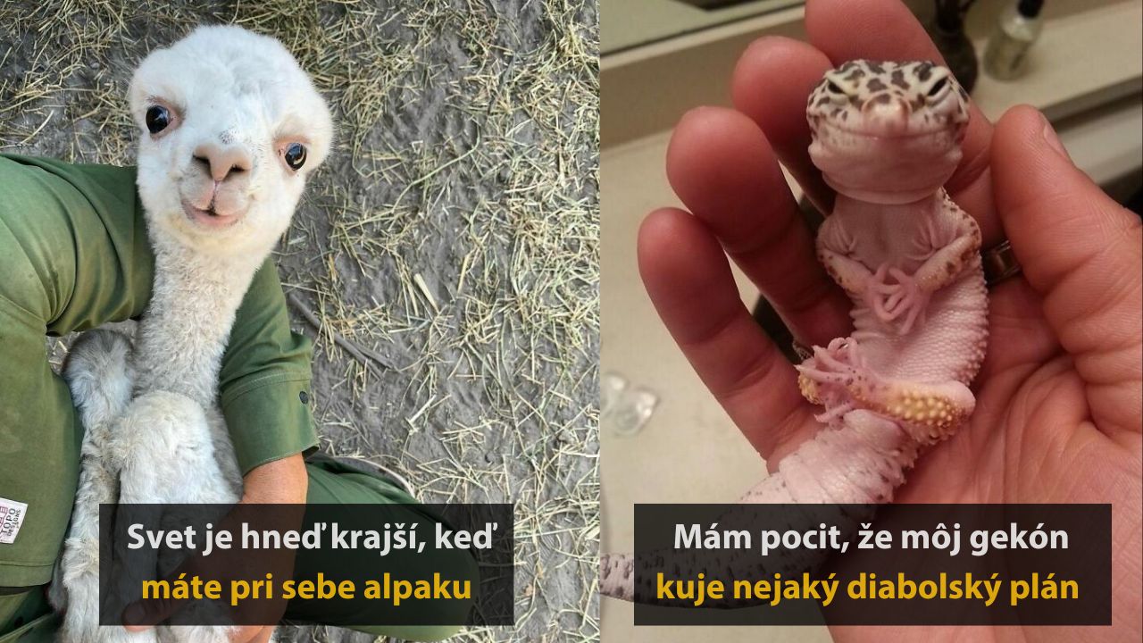 10 zábavných zvieracích momentiek, ktoré vám vyčaria úsmev na tvári, 2.časť