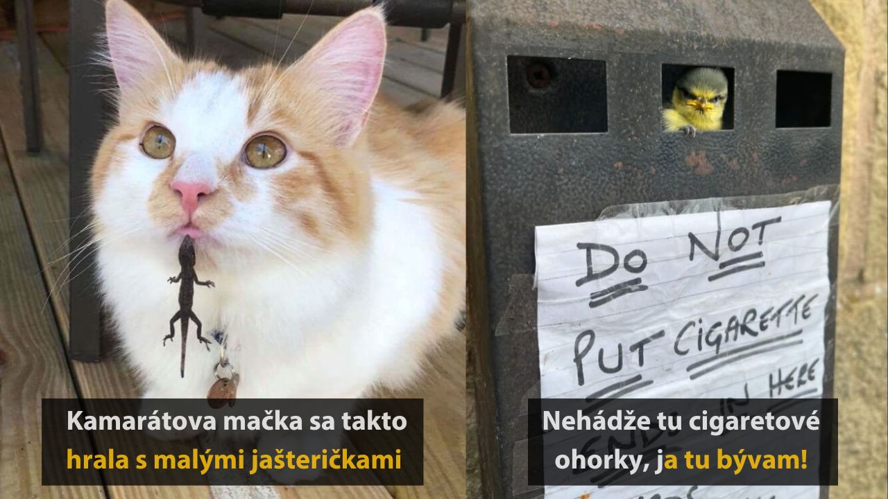 Veselé fotografie z prírody, ktoré vám vyčaria úsmev na tvári, 1.časť