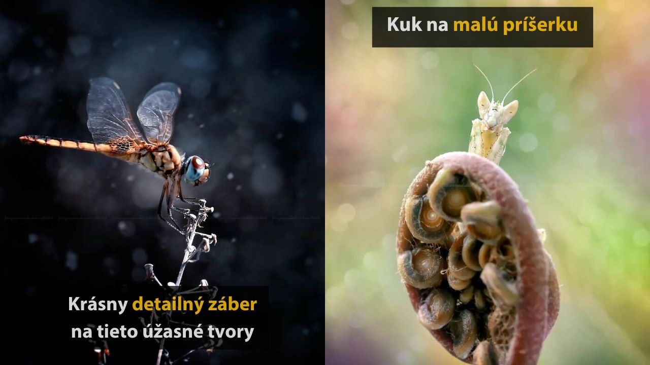 Vážka na vetvičke a modlivka s detailom lístku. Úchvatný makrozáber malých prírodných tvorov.