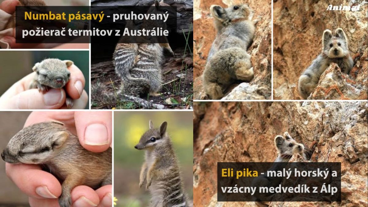 Numbat pásavý a vzácny Eli pika - jedinečné zvieratá z Austrálie a Álp na obrázkoch.