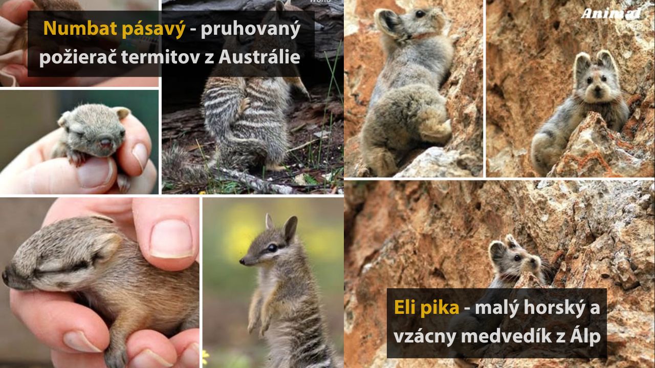 Numbat pásavý a vzácny Eli pika - jedinečné zvieratá z Austrálie a Álp na obrázkoch.