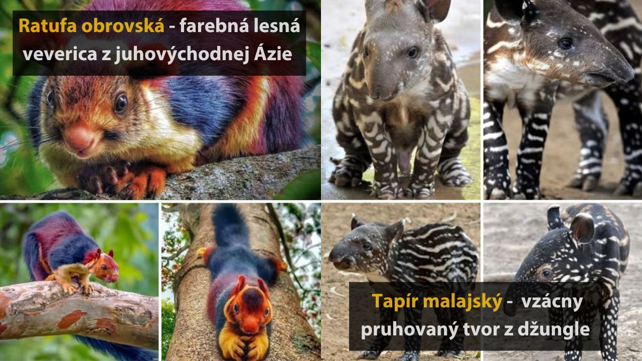 Farebná veverica a pruhovaný tapír: zaujímavé zvieratá z Ázie a džungle, detailný pohľad na kožušinu a vzor.