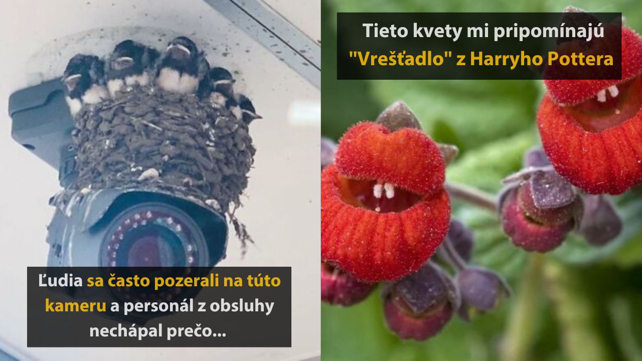 Veselé fotografie z prírody, ktoré vám vyčaria úsmev na tvári, 3.časť