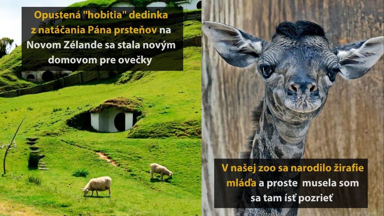 10 náhodných fotografií zvierat, ktoré vám rozhodne spríjemnia večer, 4.časť