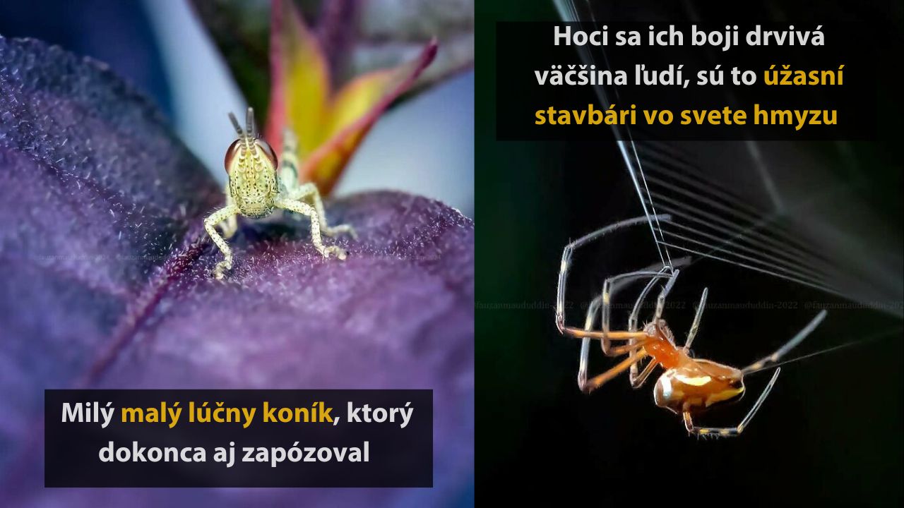 10 detailných fotografií hmyzu, ktoré vyzerajú ako zo sveta fantázie, 3. časť