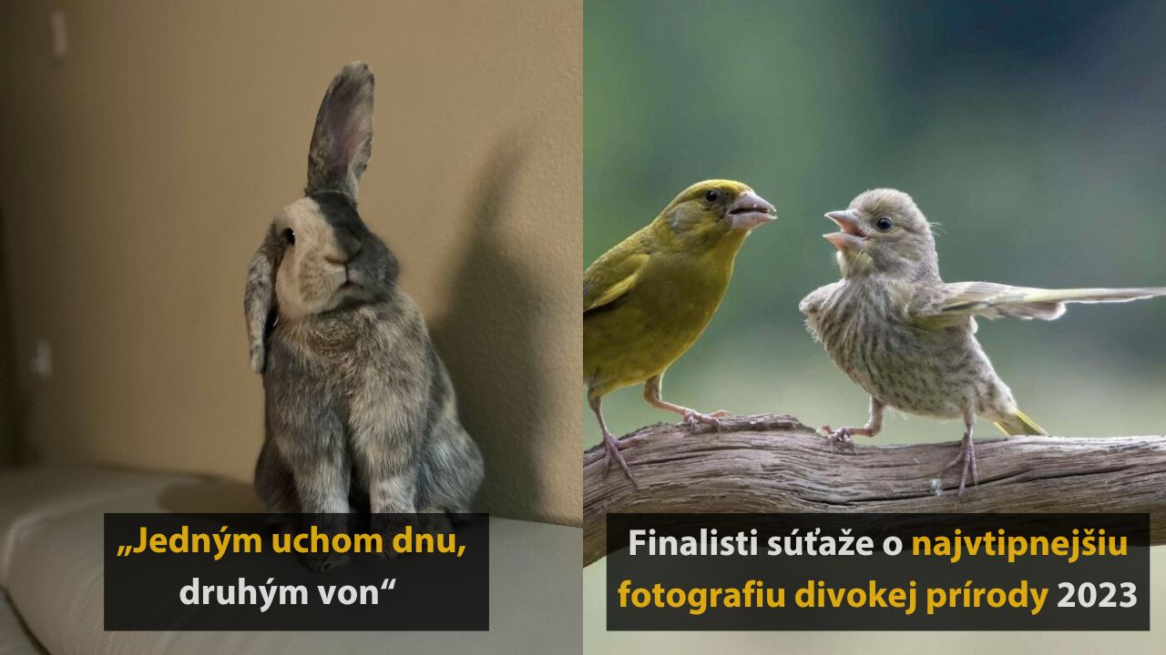 10 náhodných fotografií zvierat, ktoré vám rozhodne spríjemnia večer, 2.časť