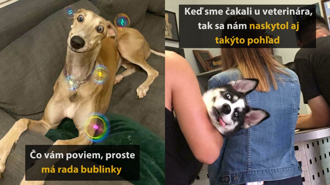 10 zábavných zvieracích momentiek, ktoré vám vyčaria úsmev na tvári, 1.časť