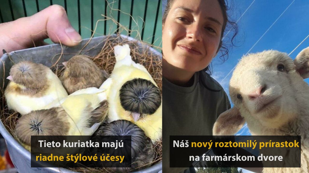 10 náhodných fotografií zvierat, ktoré vám rozhodne spríjemnia večer, 3.časť
