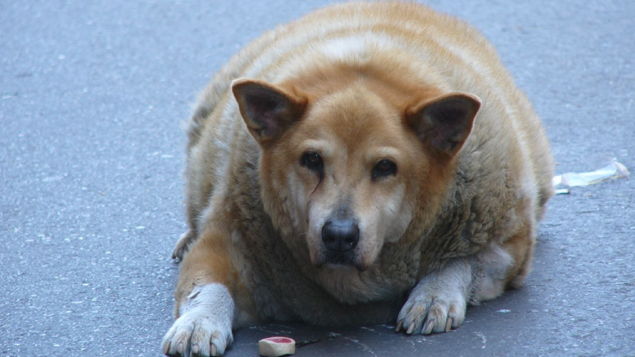 Máte tučného psa? Nevadí, vedci vyvíjajú niečo ako Ozempic pre psov