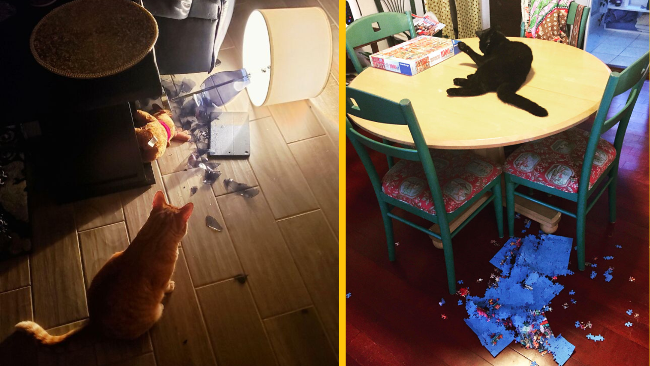 12 domácich zvieratiek, ktoré boli prichytené „in flagranti“ (2. časť)