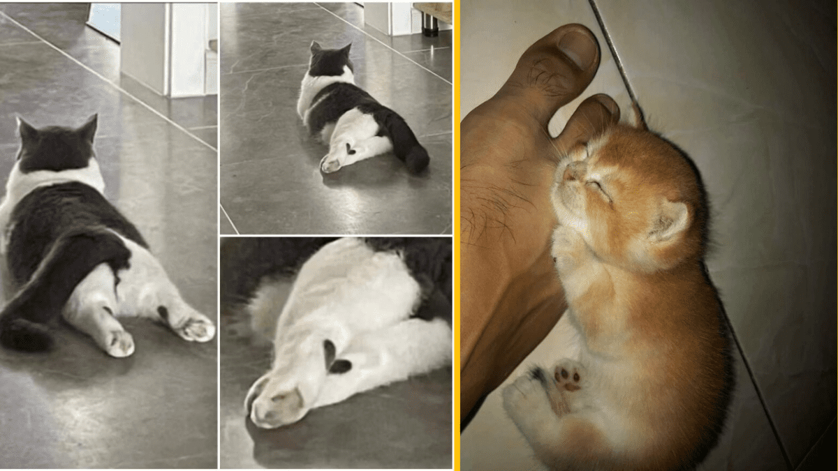 Mačky ležiace na podlahe: jedna natiahnutá, druhá spi pri nohe. Roztomilé a pokojné okamihy domácich miláčikov.